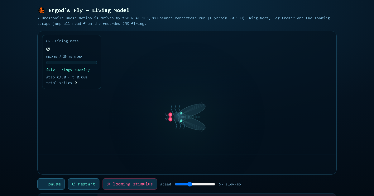 Ergod's Fly — Living Model